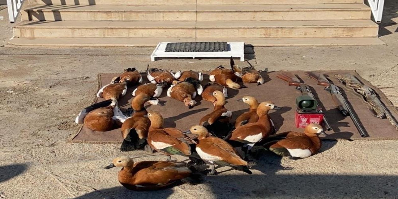 Angut kuşu avcılarına ceza