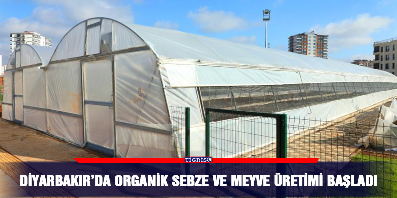 Diyarbakır’da organik sebze ve meyve üretimi başladı