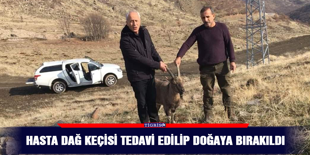 Hasta dağ keçisi tedavi edilip doğaya bırakıldı