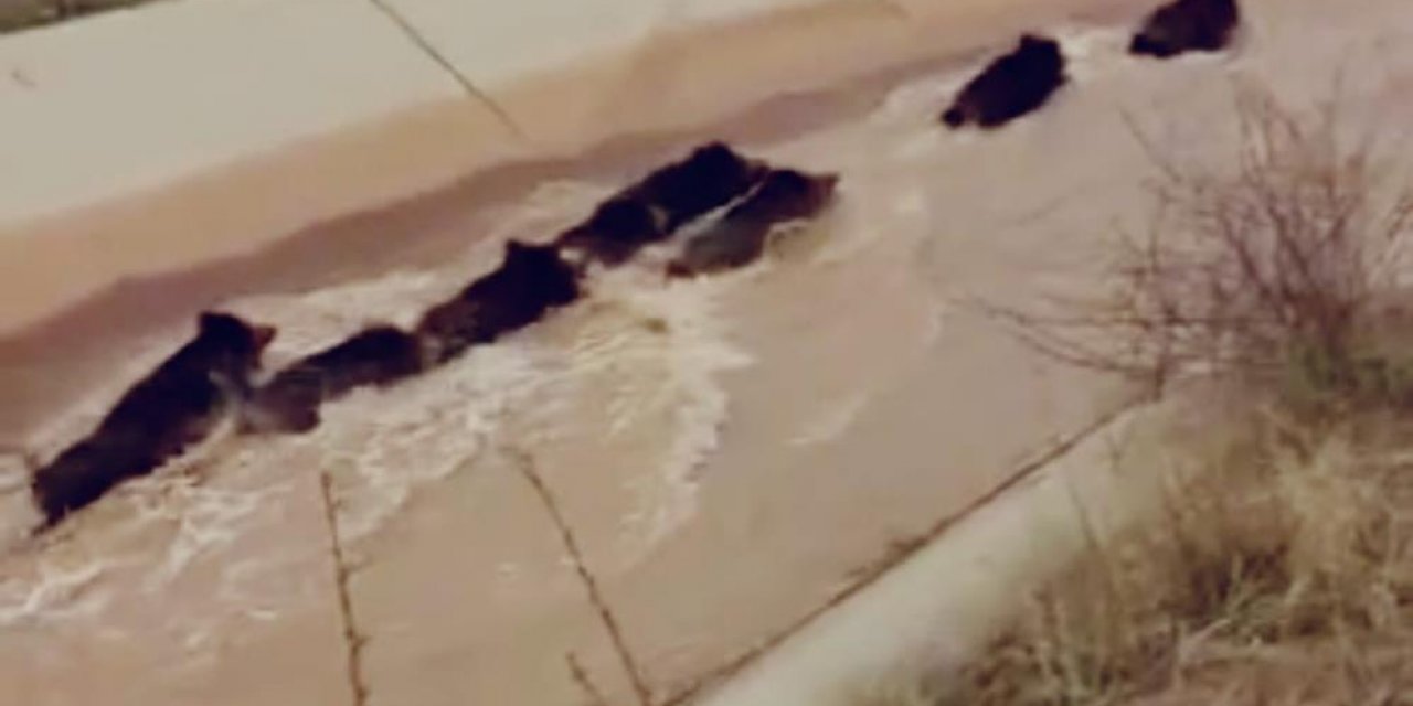 VİDEO - Domuzlar su kanalında görüntülendi