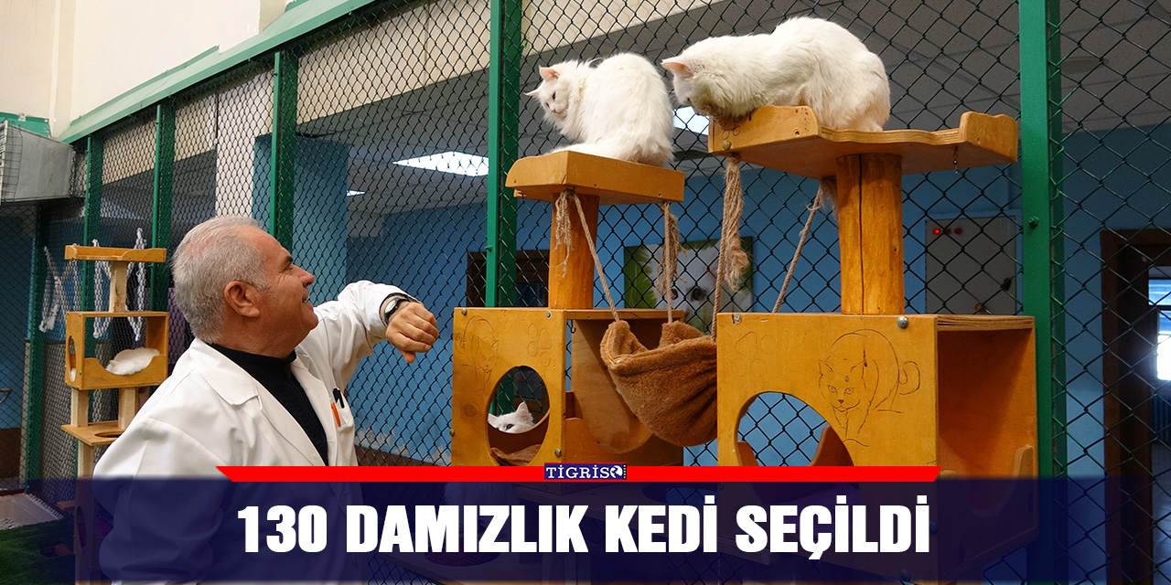 130 damızlık kedi seçildi