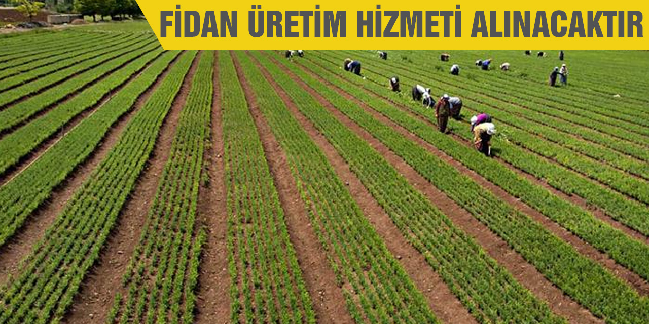 Fidan üretim hizmeti alınacak