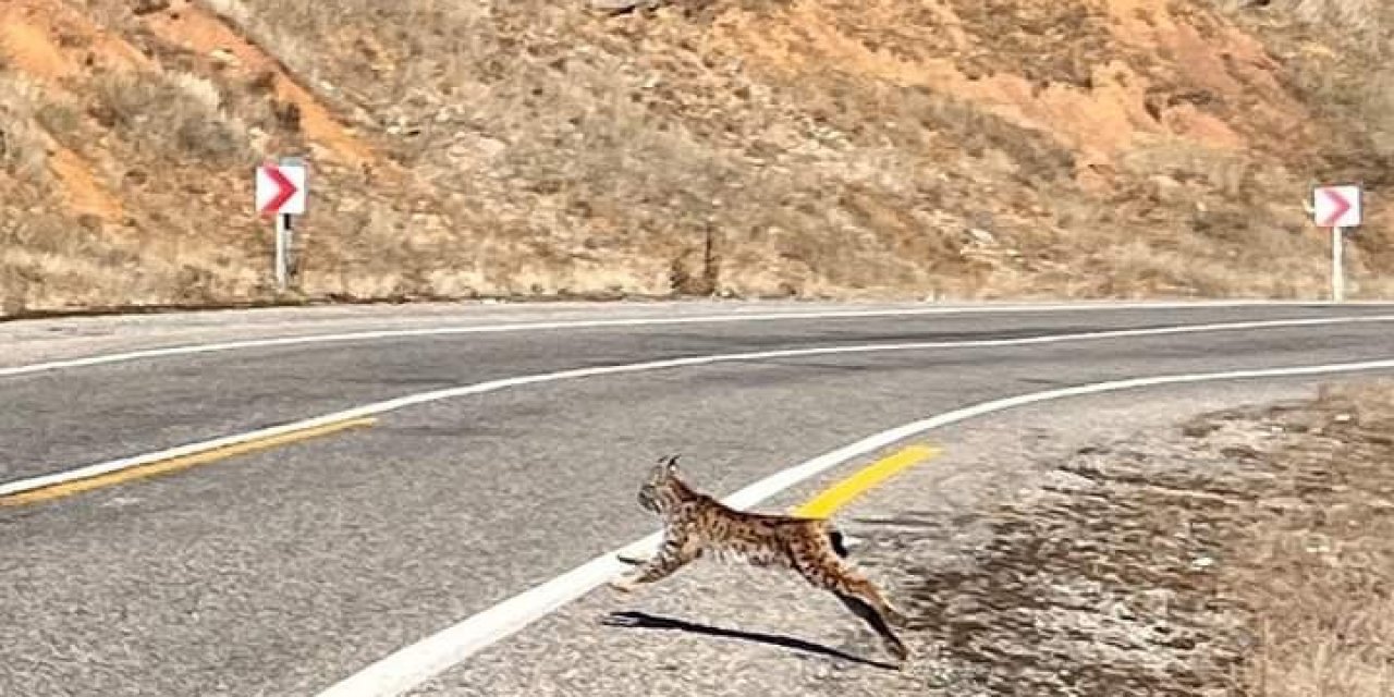 Kırmızı listedeki vaşak fotoğraflandı