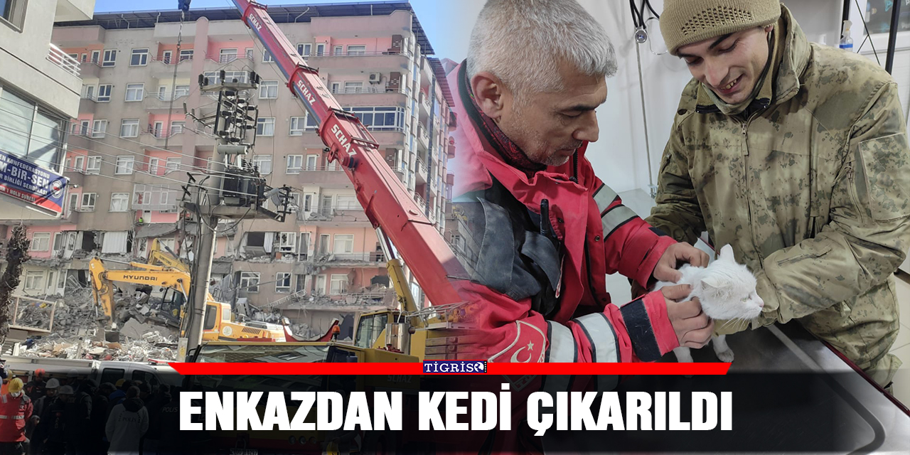 VİDEO - Enkazdan kedi çıkarıldı