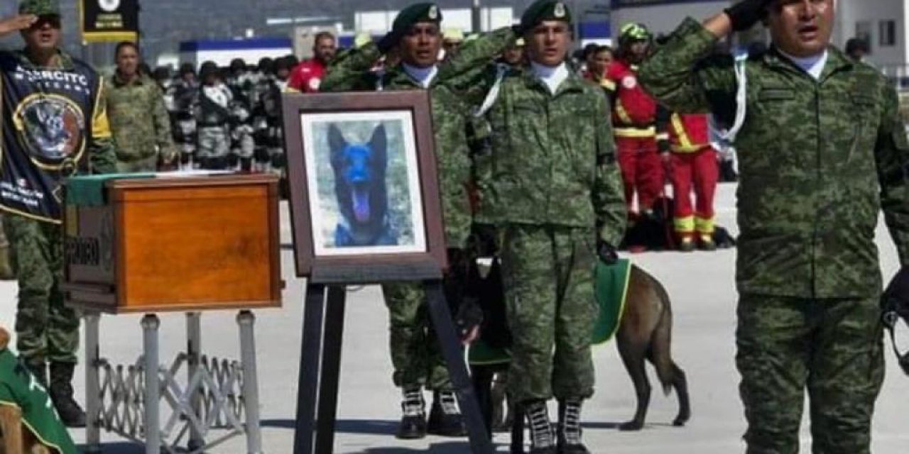 Arama kurtarma köpeği Proteo için askeri tören