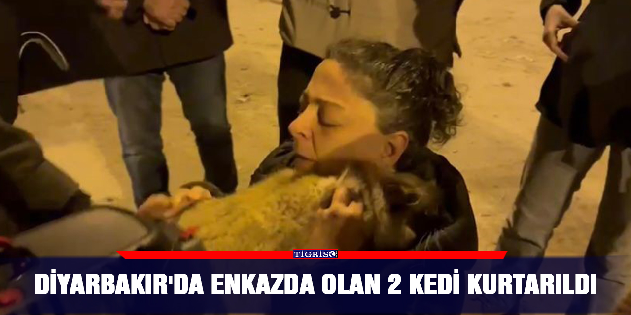 Diyarbakır'da enkazda olan 2 kedi kurtarıldı