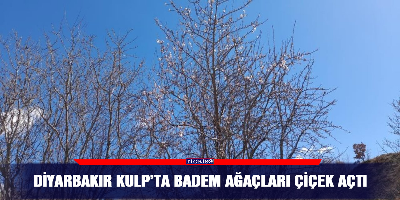 Diyarbakır Kulp’ta badem ağaçları çiçek açtı