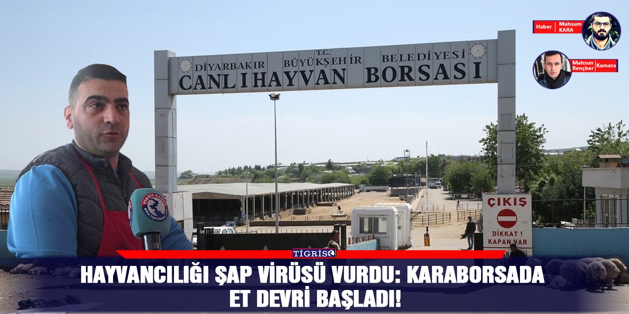VİDEO - Hayvancılığı şap virüsü vurdu: Karaborsada et devri başladı!