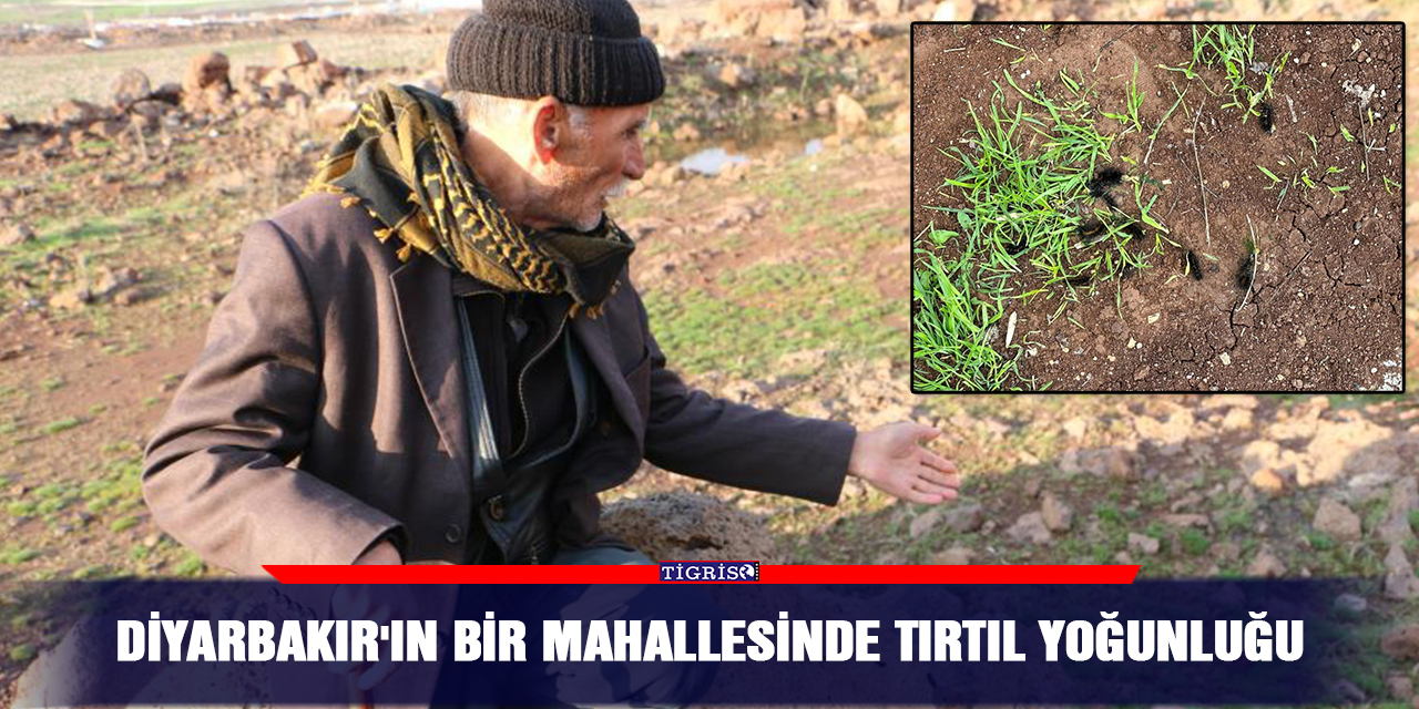 Diyarbakır'ın bir mahallesinde tırtıl yoğunluğu