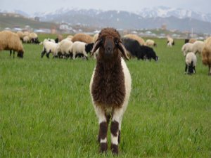 Hakkari'de huzur, tarım ve hayvancılığa yansıdı