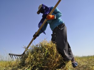 Tarlalardaki ürünleri elleriyle biçiyorlar