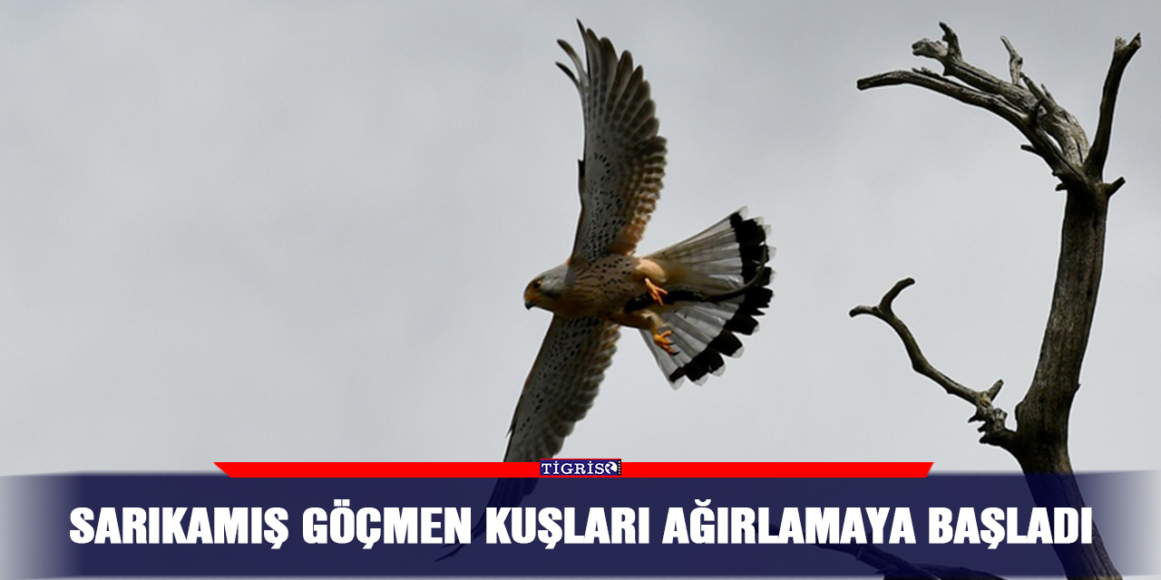 Sarıkamış göçmen kuşları ağırlamaya başladı