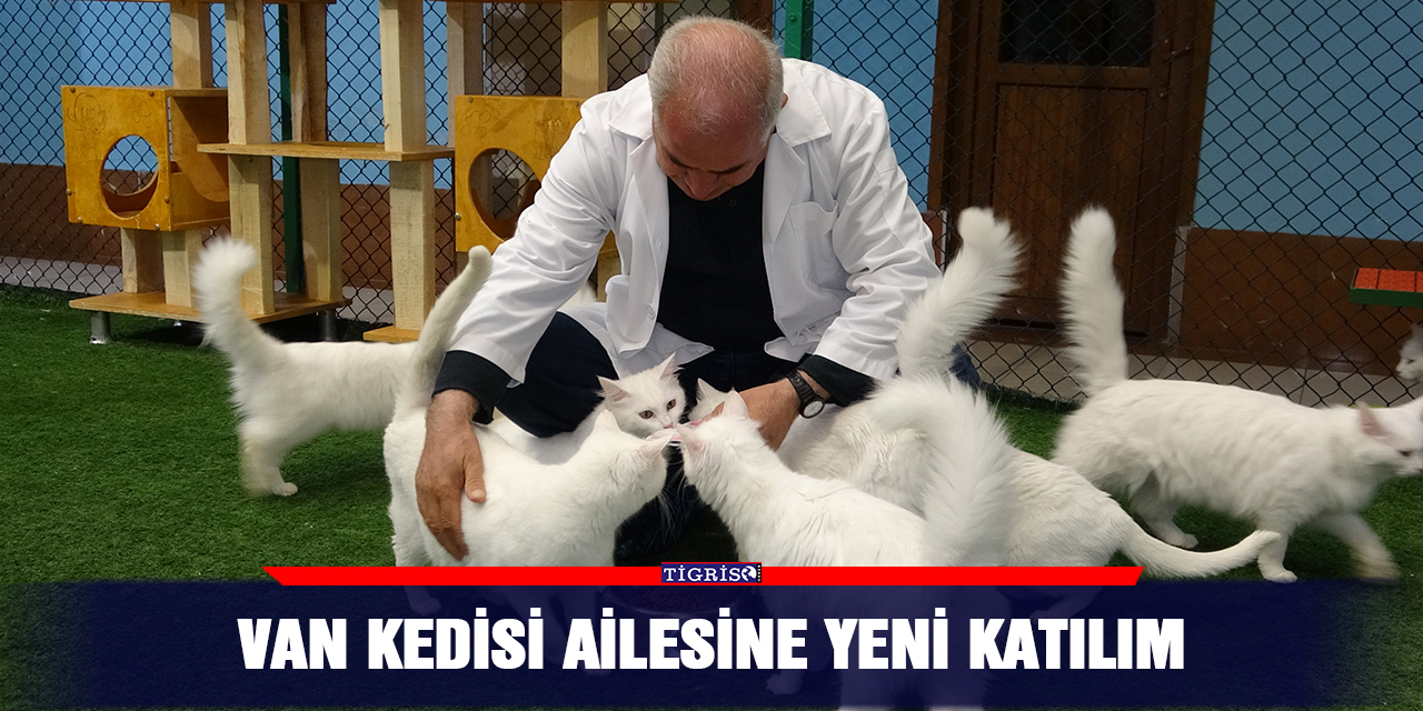 Van kedisi ailesine yeni katılım