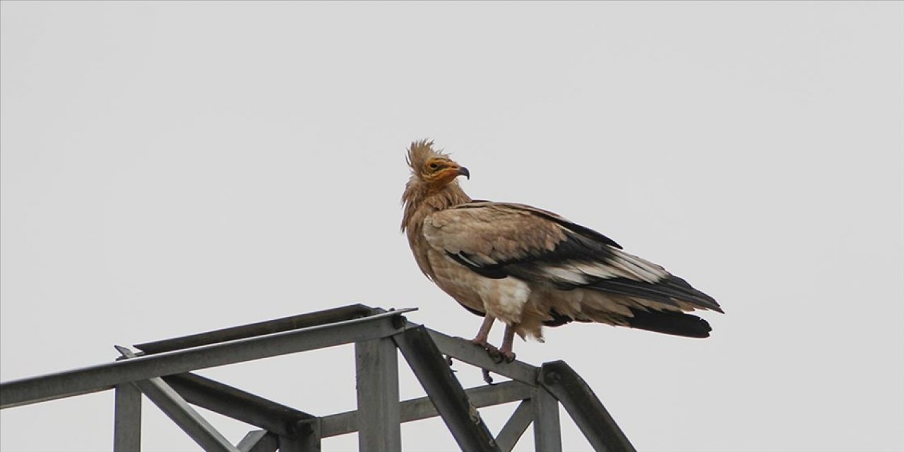 Göçten dönen küçük akbabalar görüntülendi