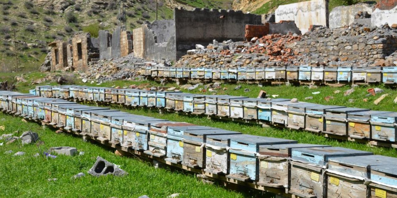 Şırnak'ta arıcılar yılda 800 ton bal üretiyor