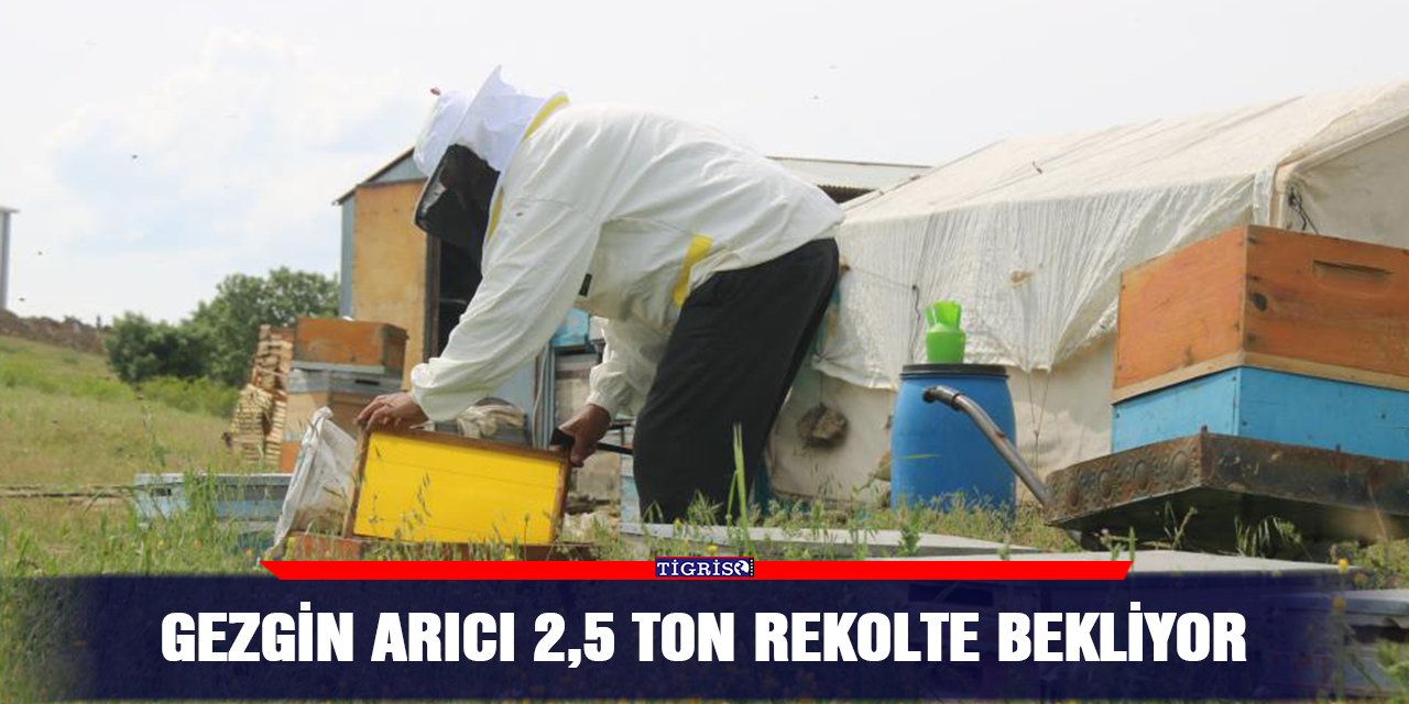 Gezgin arıcı 2,5 ton rekolte bekliyor