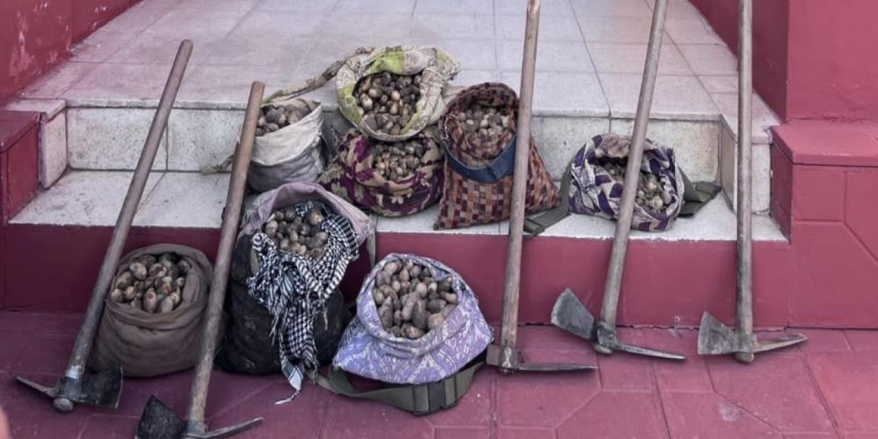 Salep soğanı toplamaya 678 bin lira ceza