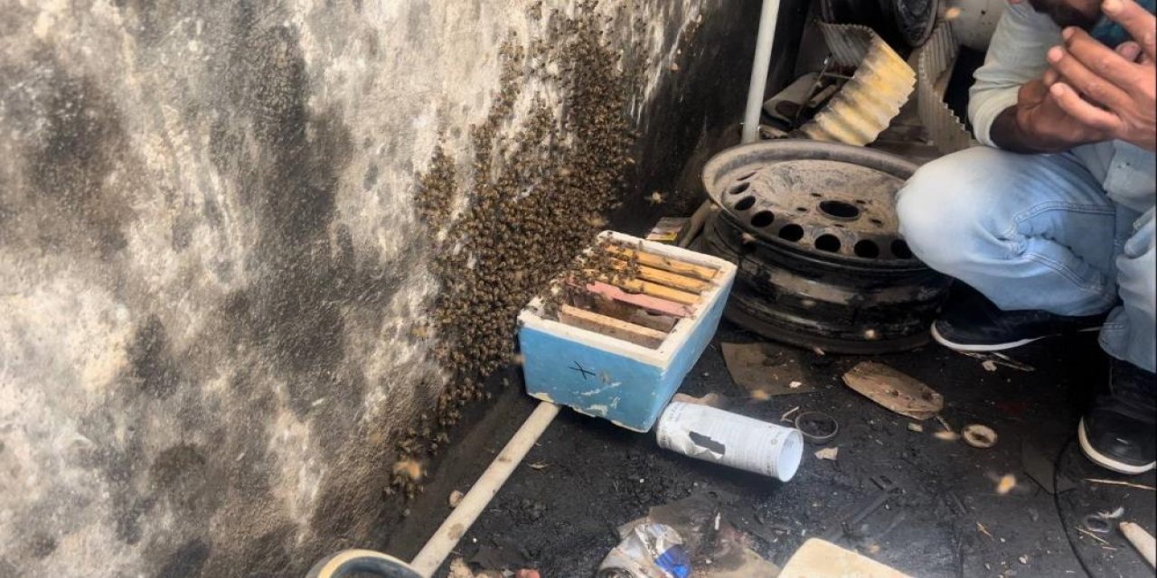 Bal arıları tamirhaneyi sevdi