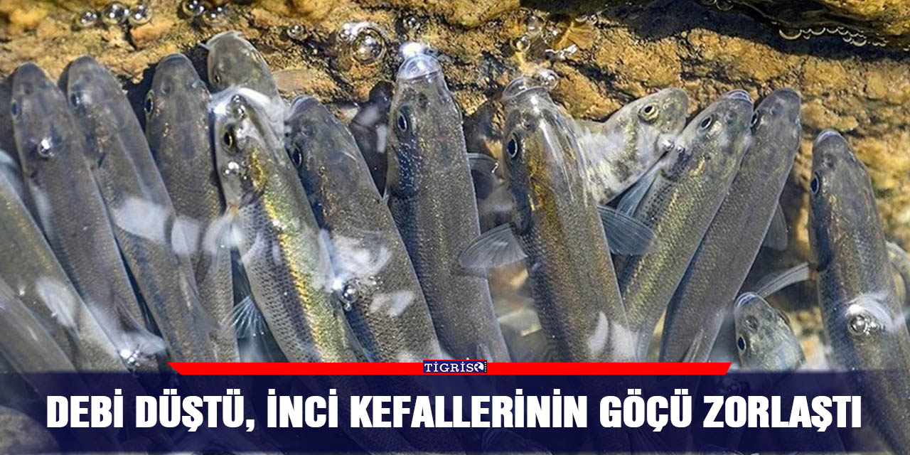 Debi düştü, inci kefallerinin göçü zorlaştı