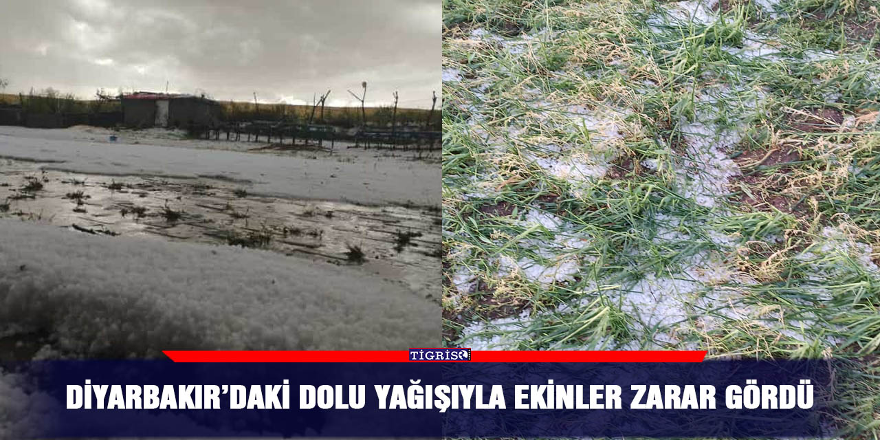 VİDEO - Diyarbakır’daki dolu yağışıyla ekinler zarar gördü