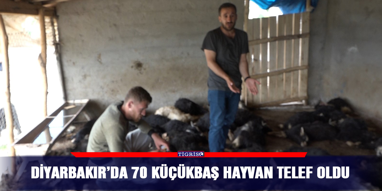 Diyarbakır’da 70 küçükbaş hayvan telef oldu
