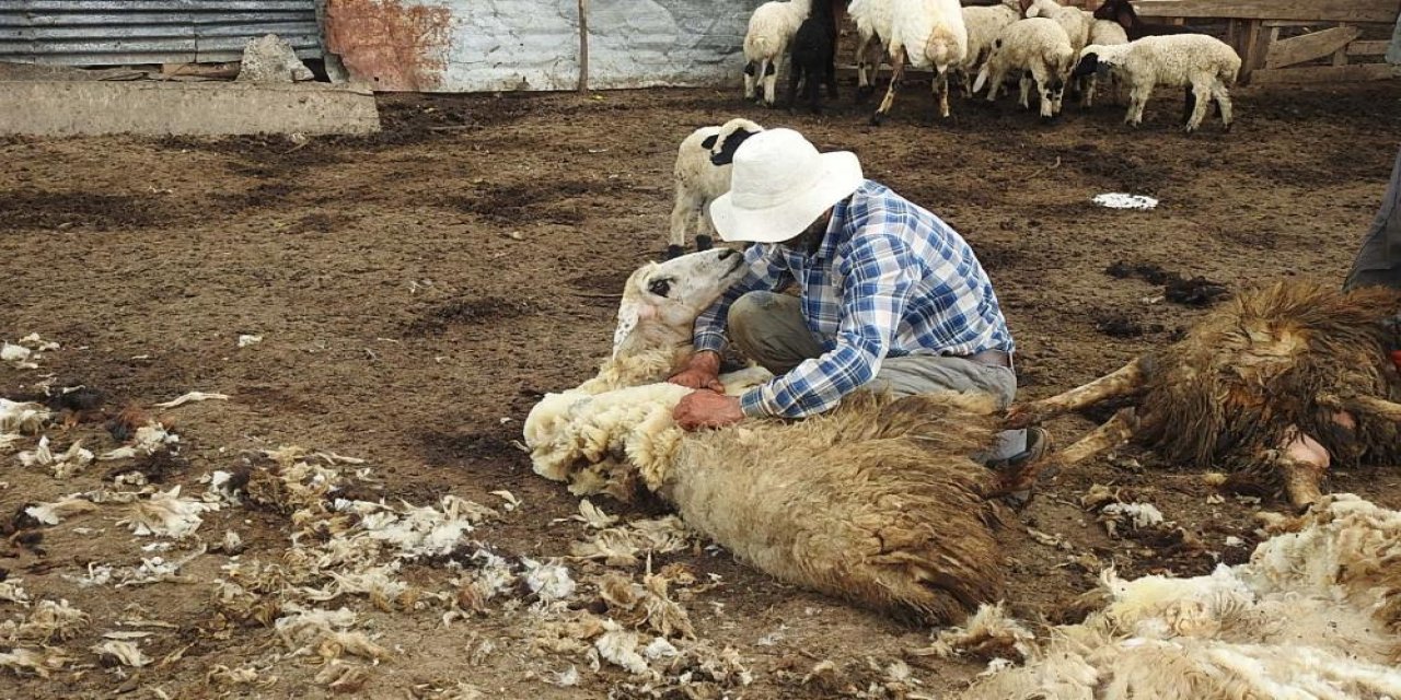 Kurt sürüsü meradaki koyunlara saldırdı