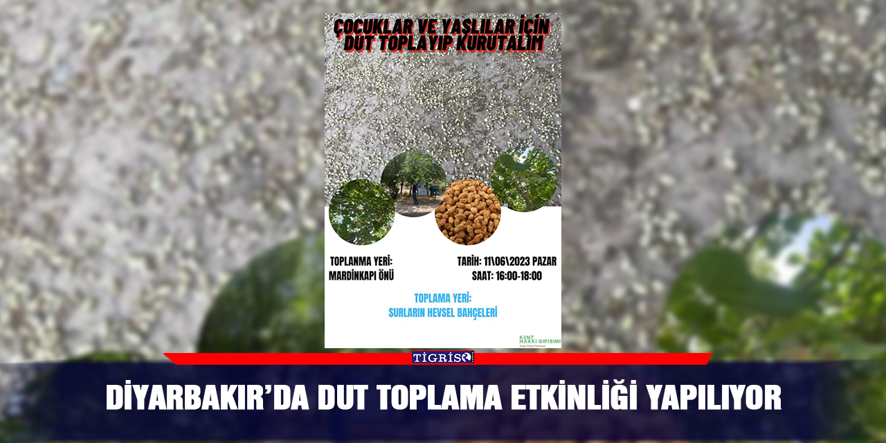 Diyarbakır’da dut toplama etkinliği yapılıyor