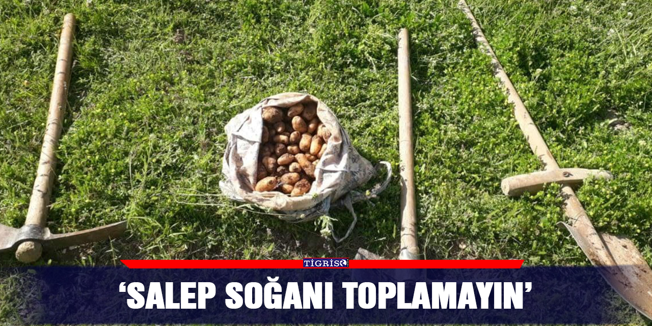 ‘Salep soğanı toplamayın’