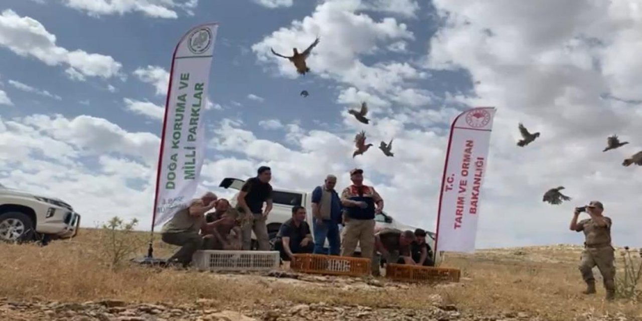 Urfa'da 3 yüz kınalı keklik doğaya bırakıldı