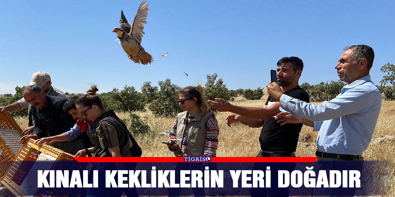 Kınalı kekliklerin yeri doğadır