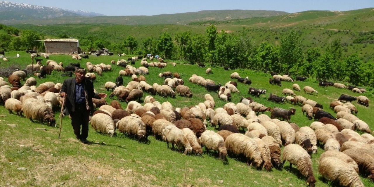 Besiciler sürülerini yaylalara çıkarıyor