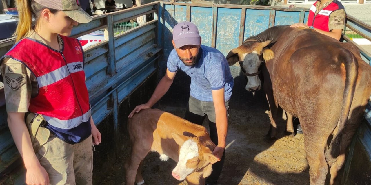 İnek hırsızı tutuklandı