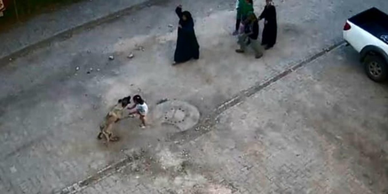 Sokak köpeği çocuğa saldırdı