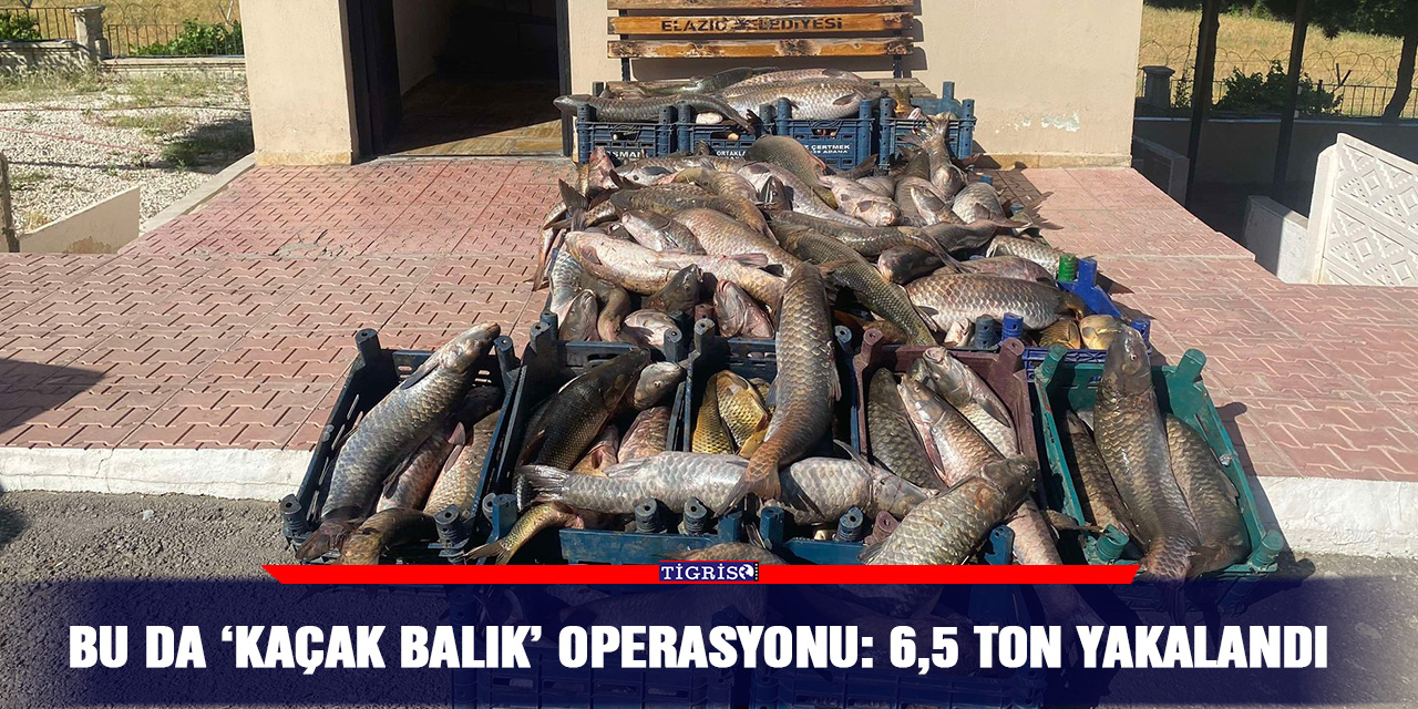 Bu da ‘kaçak balık’ operasyonu: 6,5 ton yakalandı