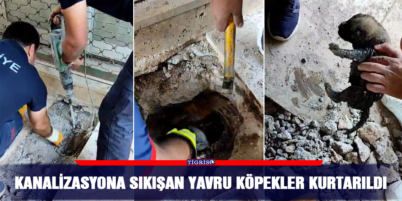 VİDEO - Kanalizasyona sıkışan yavru köpekler kurtarıldı