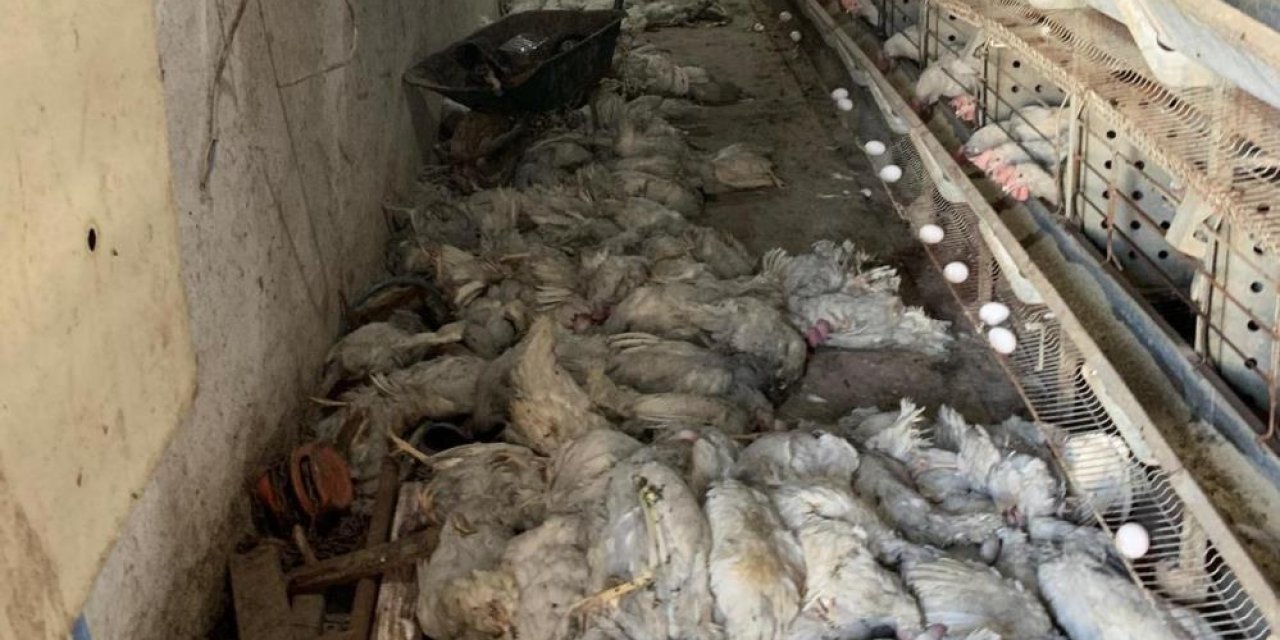 Diyarbakır’da 20 bin tavuk telef oldu