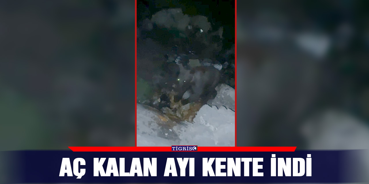 Aç kalan ayı kente indi