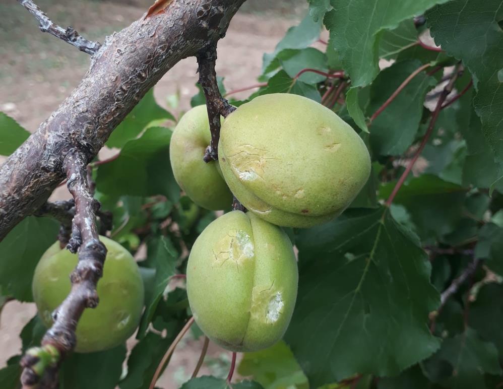 Malatya kayısısını dolu vurdu