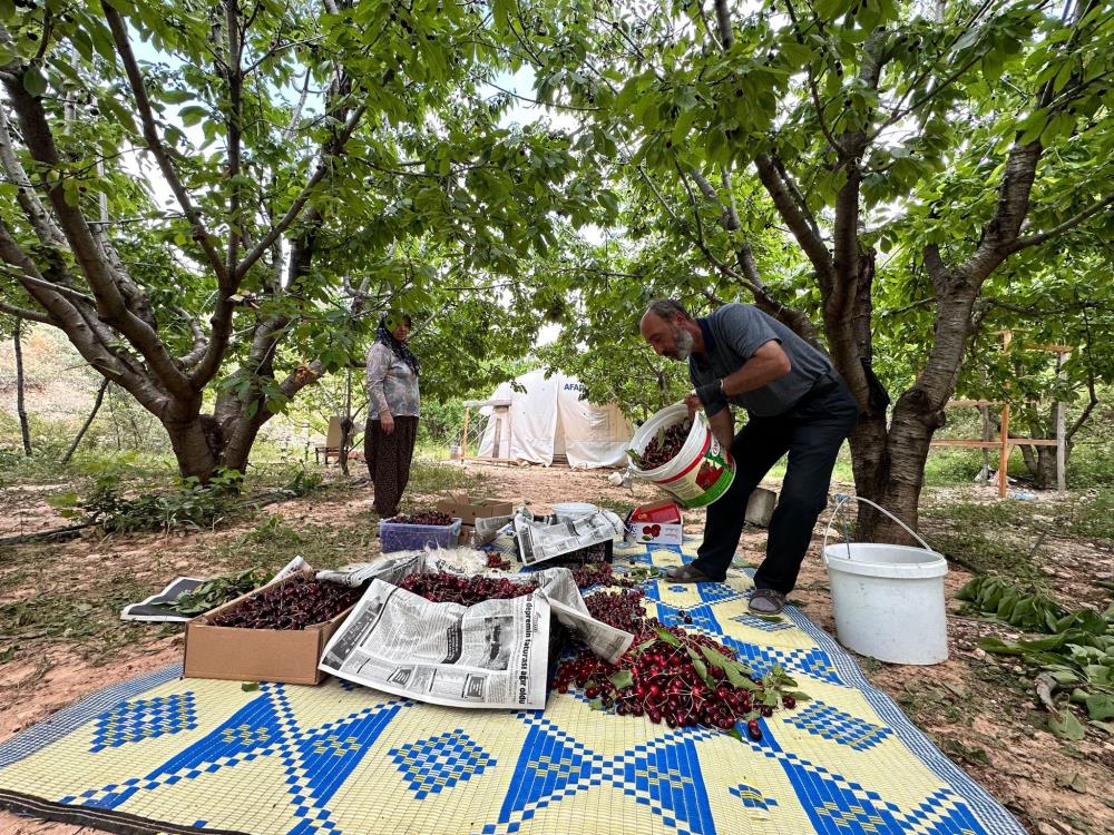 ‘Dalbastı Kirazı’nda hasat zamanı