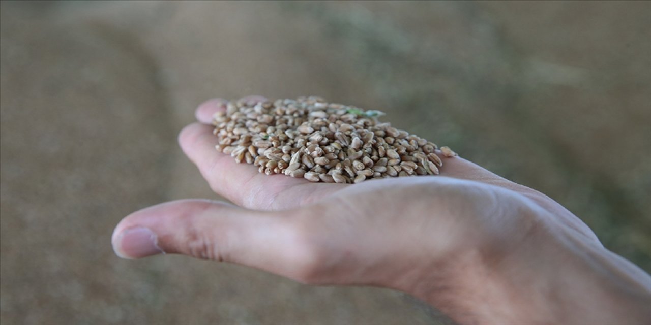 Lisanslı depolarda randevuyla hububat alımı dönemi başlıyor