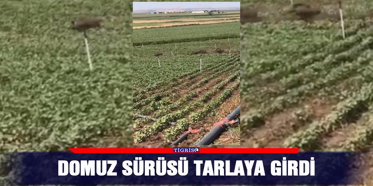 VİDEO - Domuz sürüsü tarlaya girdi