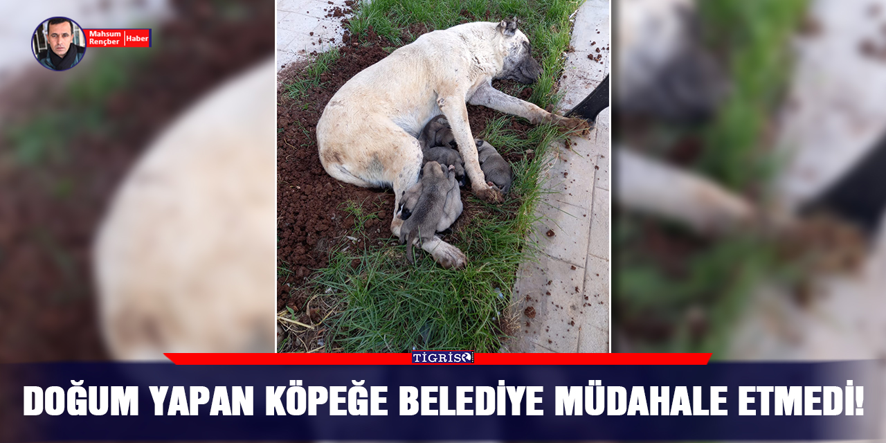 Doğum yapan köpeğe belediye müdahale etmedi!