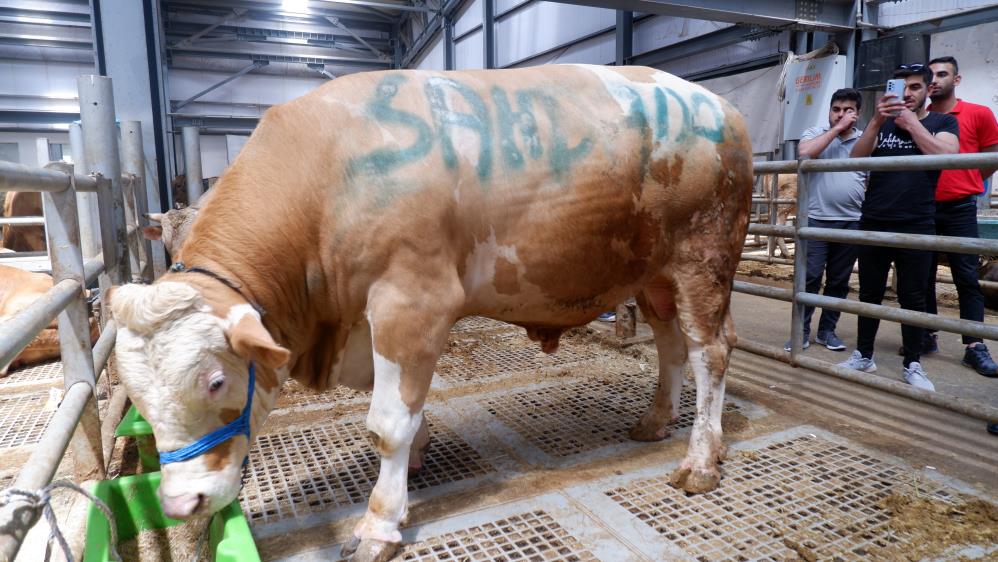 1 tonluk tosunun fiyatı 185 bin TL