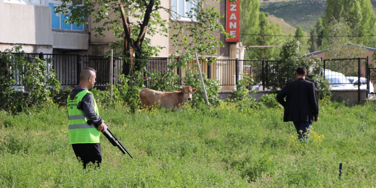 Kaçan kurbana müftülük bahçesinde operasyon