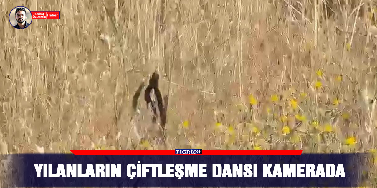 VİDEO - Yılanların çiftleşme dansı kamerada