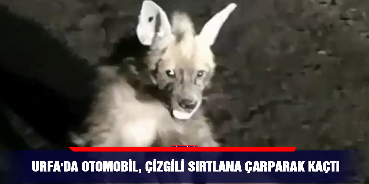 Urfa'da otomobil, çizgili sırtlana çarparak kaçtı