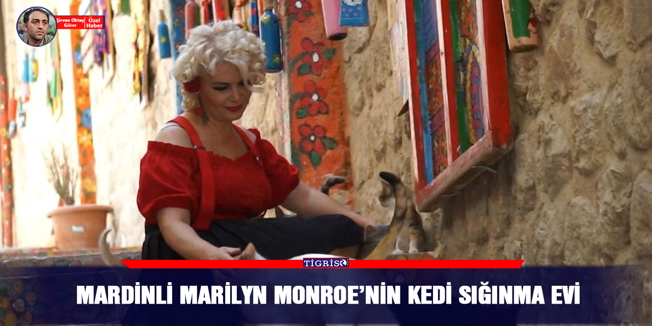 VİDEO - Mardinli Marilyn Monroe’nin kedi sığınma evi