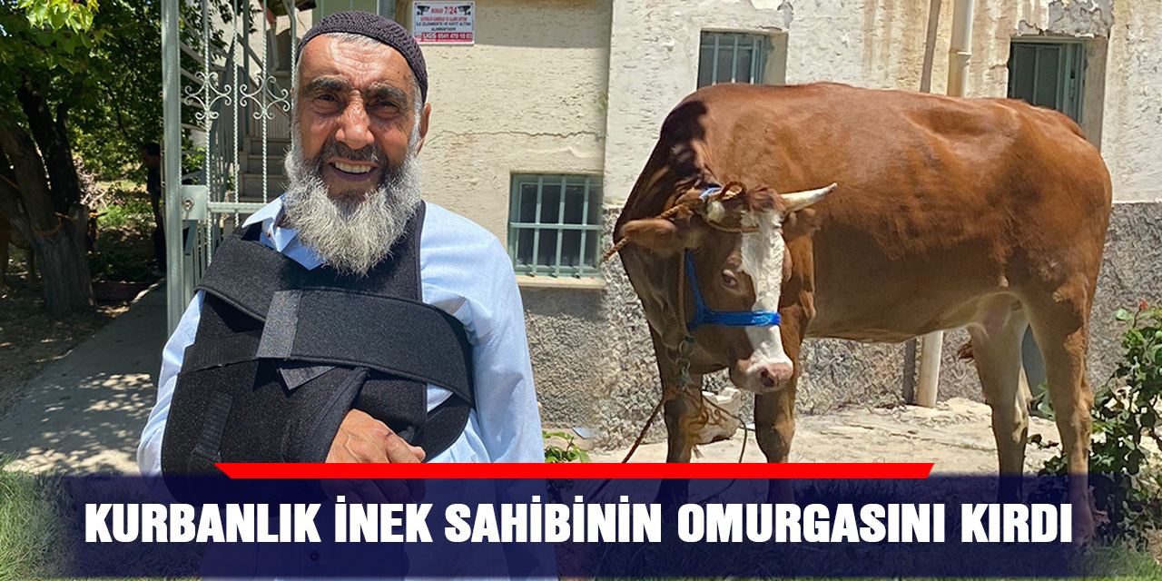 Kurbanlık inek sahibinin omurgasını kırdı