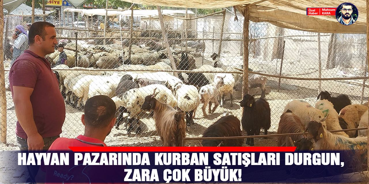VİDEO - Hayvan pazarında kurban satışları durgun, zarar çok büyük!