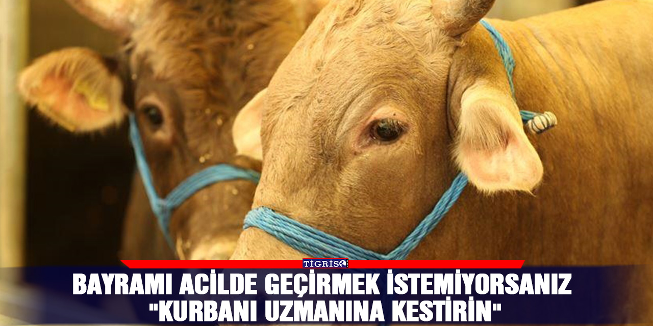 Bayramı acilde geçirmek istemiyorsanız "kurbanı uzmanına kestirin"